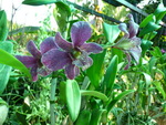 Puket Explorer  Orchidee bei Thalang (TH).